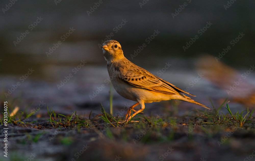 Greater Short-toed Lark (Calandrella brachydactyla) lives in places where the steppe dominates. A beautiful singing bird. Greater Short-toed Lark (Calandrella brachydactyla) lives in places where the steppe dominates. A beautiful singing bird.