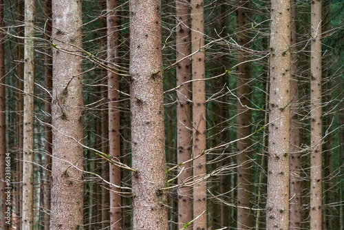 Schönbuch Nature Park in the Stuttgart Region photo