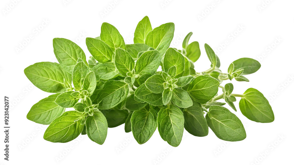 Fresh oregano isolated on white background Fresh oregano isolated on white background
