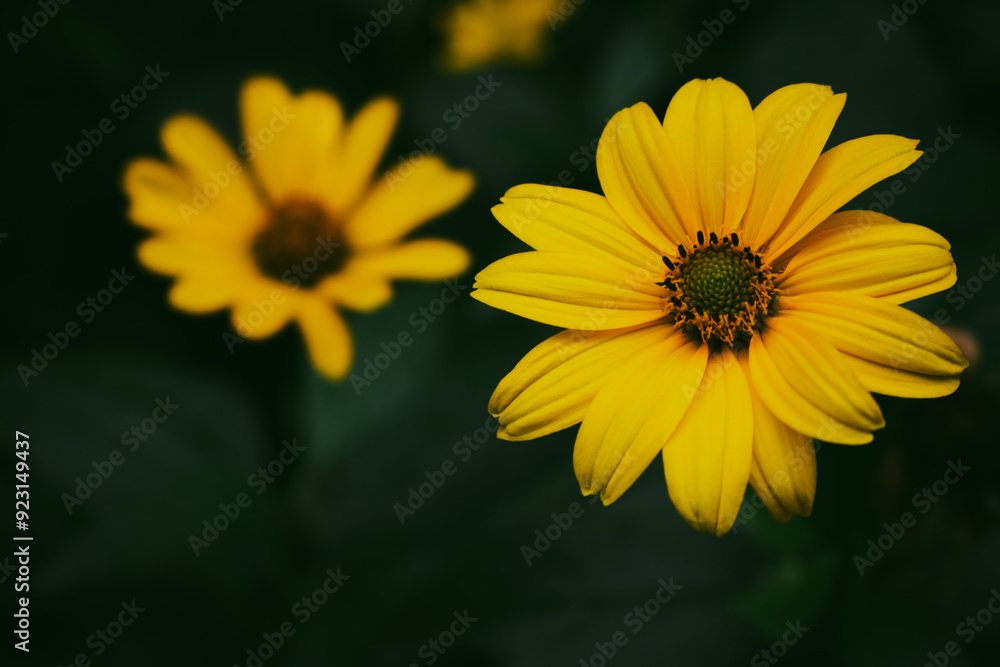 Yellow flowers on deep green background. Bright yellow daises on dark natural background. Summer nature in details. Flower petals in dew with dark green leaves. Beauty on nature. Yellow flowers on deep green background. Bright yellow daises on dark natural background. Summer nature in details. Flower petals in dew with dark green leaves. Beauty on nature.