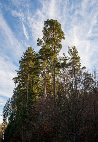 Schönbuch Nature Park in the Stuttgart Region photo