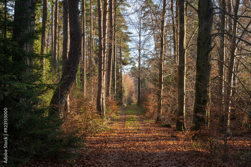 Fototapeta premium Schönbuch Nature Park in the Stuttgart Region