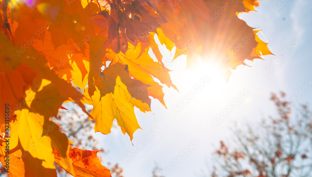 Fototapeta premium autumn background wallpaper. Beautiful autumn landscape with yellow trees and sun. Colorful foliage in the park. Falling leaves natural background