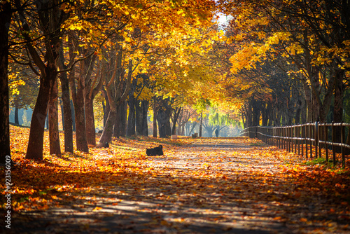 autumn background wallpaper. Beautiful autumn landscape with yellow trees and sun. Colorful foliage in the park. Falling leaves natural background