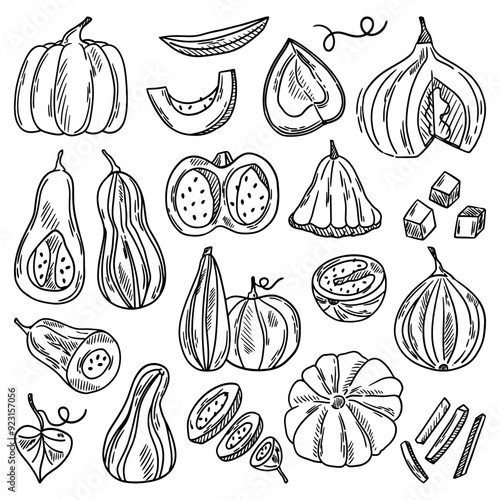 Vector set of pumpkins. Sketch of pumpkin leaves, pumpkin slices, halves, cubes. Autumn seasonal vegetable. Vector illustration