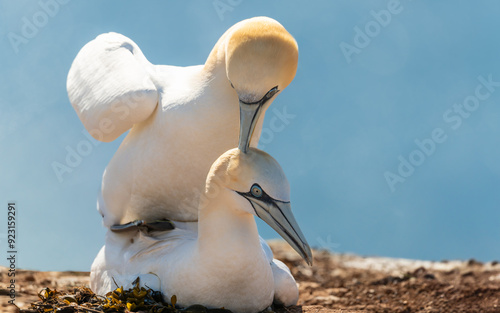 Basstölpel (Morus bassanus) bei der Paarung photo