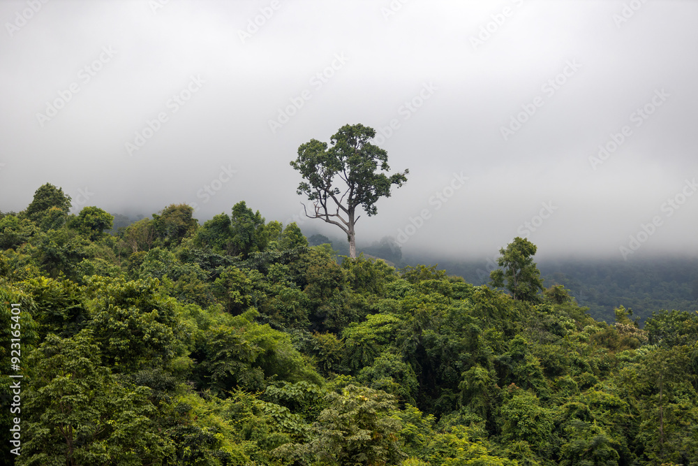 Obraz premium Lush green mountain landscape with taller trees and mist after rain. The vibrant greenery of the trees contrasts beautifully with the soft ethereal fog.
