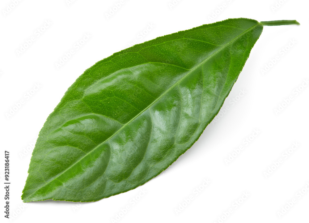 citrus leaves isolated on white background. clipping path citrus leaves isolated on white background. clipping path