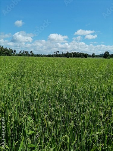 Vibrant green rice crop detail with young ears in the morning light