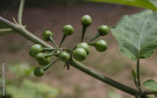 turkey berries on tree, organic foods photo