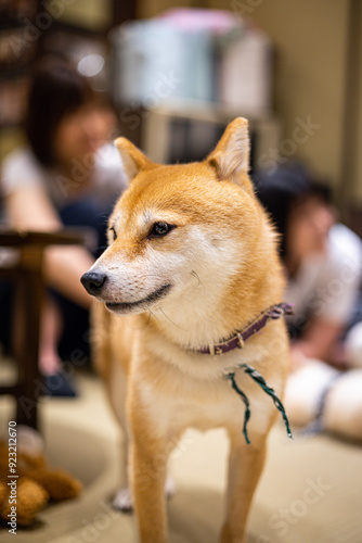 柴犬