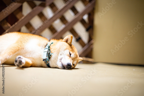 寝ている犬
