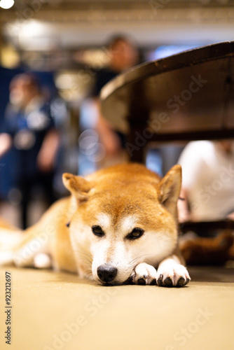 柴犬