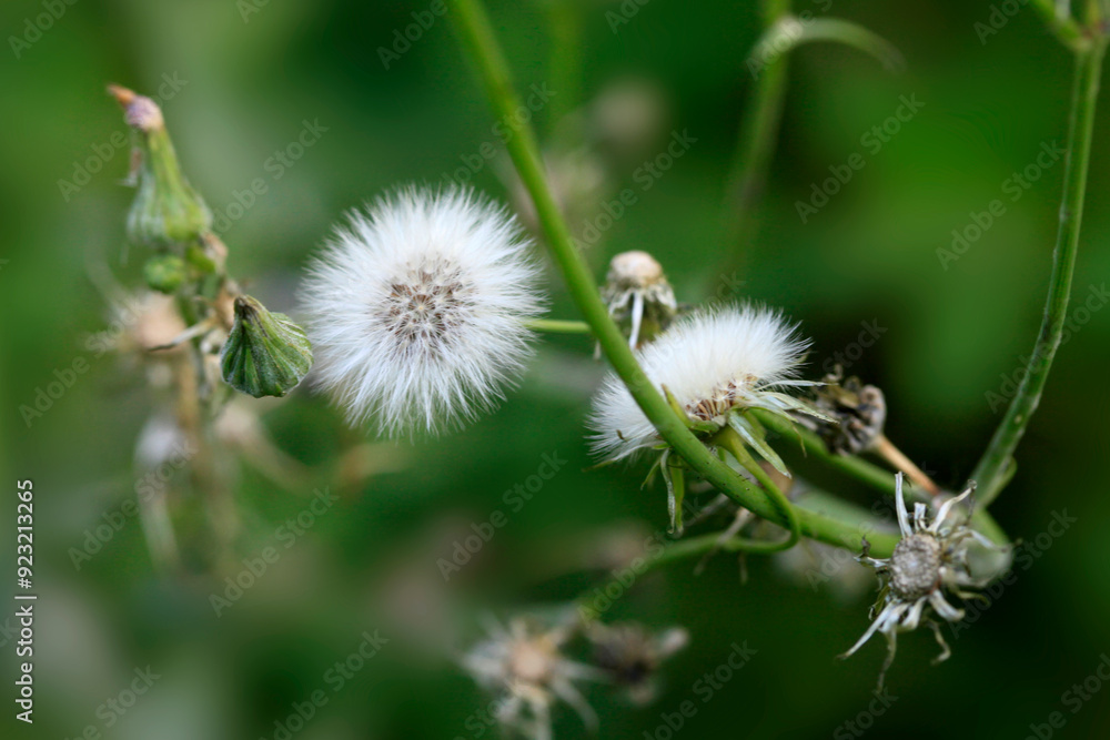 Colorful plants in summer garden Colorful plants in summer garden