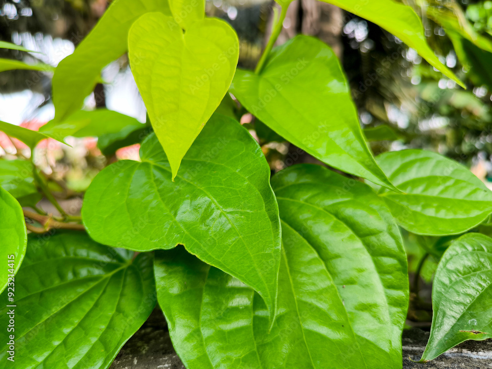 close up of leaves of a plant