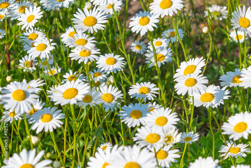 Beautiful white flowers of Leucanthemum vulgare. ox-eye daisy, oxeye daisy, dog daisy, marguerite. photo