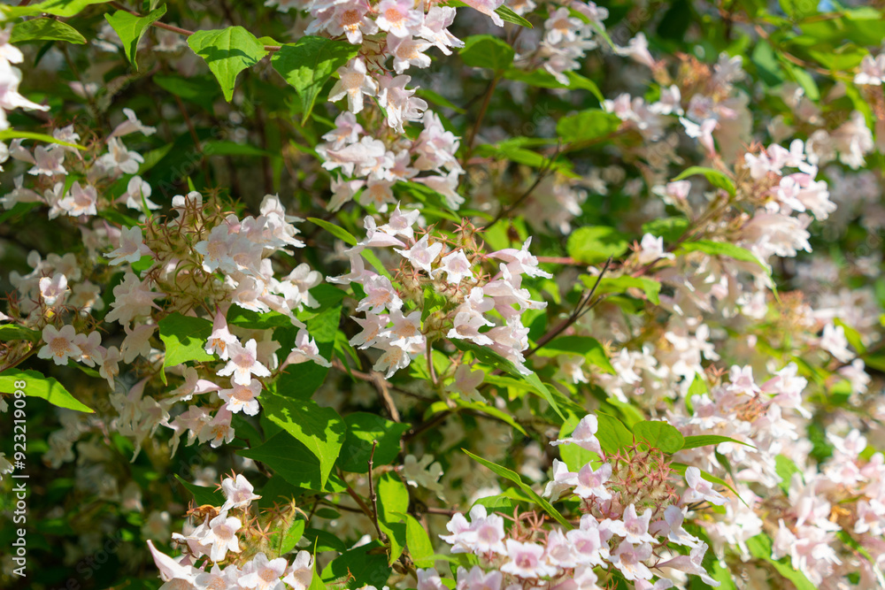 Beautiful Kolkwitzia amabilis flowers, close-up. beauty bush. Beautiful Kolkwitzia amabilis flowers, close-up. beauty bush.