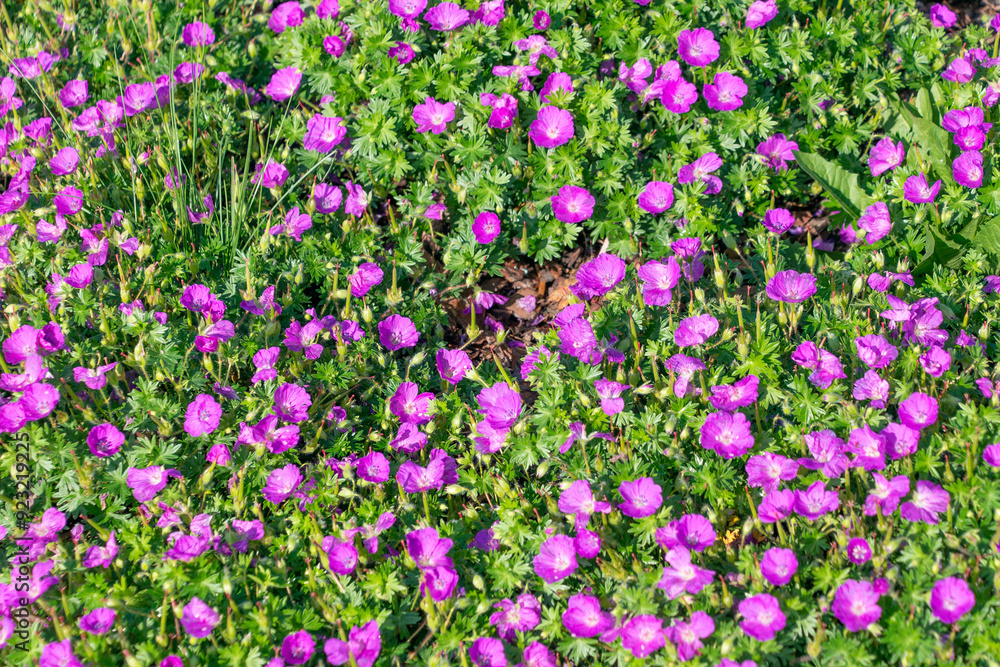Naklejka premium Beautiful purple flowers of Geranium sanguineum. bloody crane's-bill, bloody geranium.
