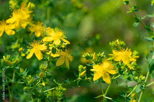 Yellow flowers of Hypericum perforatum. St John's worth. photo