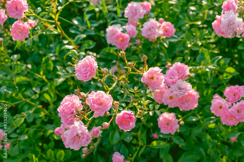 Beautiful pink flowers of Rosa abietina, close-up. Summer bloom. Beautiful pink flowers of Rosa abietina, close-up. Summer bloom.