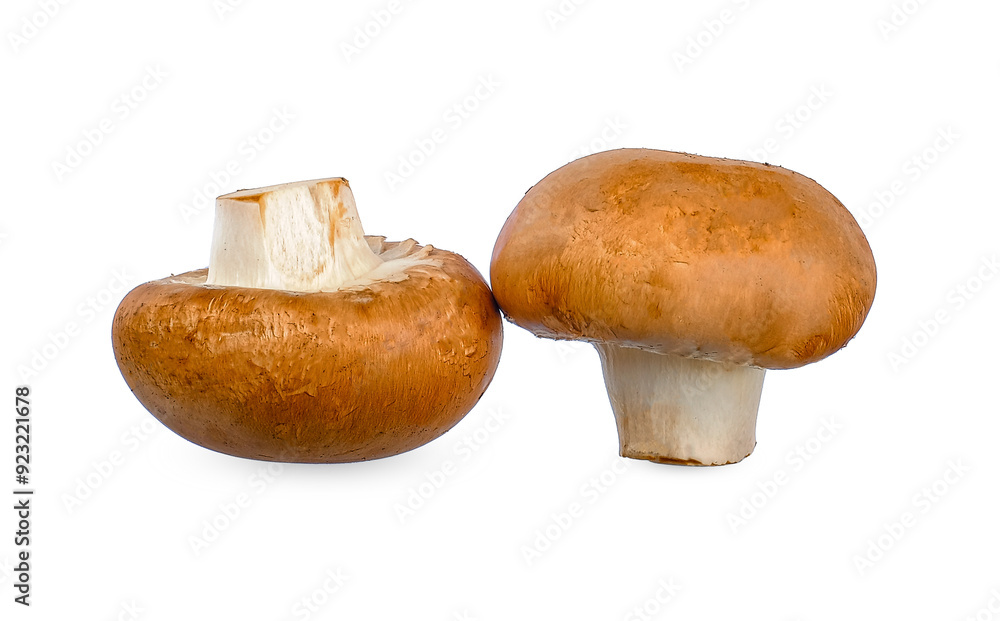Champignon mushroom isolated on white background Champignon mushroom isolated on white background