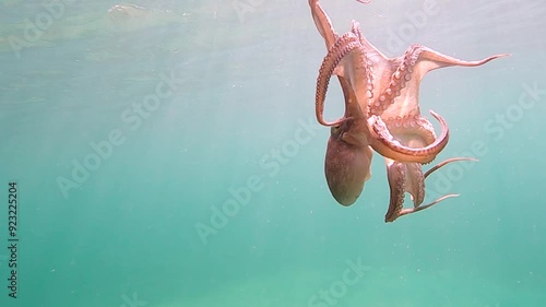 Wild octopus swim underwater in mediterranean sea. Octopuses swimming in slow motion. One octopus at the sea.