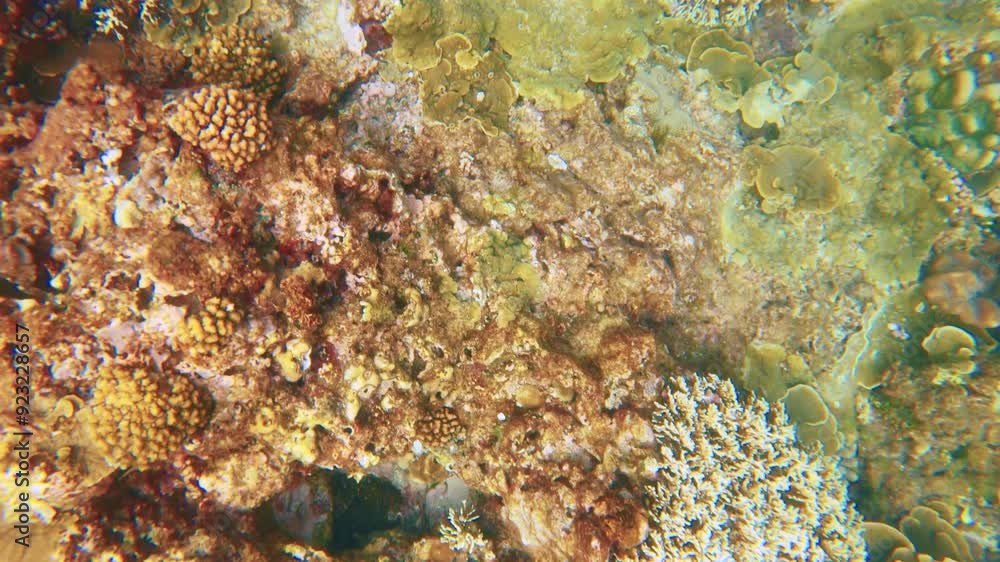 top to bottom look to blue ocean underwater world with close up colorful Montipora hard coral and Pontes lobata Goniopora brain white sandy bottom during calm water day time good weather in Asian top to bottom look to blue ocean underwater world with close up colorful Montipora hard coral and Pontes lobata Goniopora brain white sandy bottom during calm water day time good weather in Asian