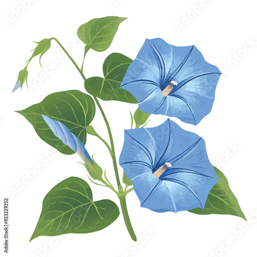 Blue Morning glory flower with leaves vector