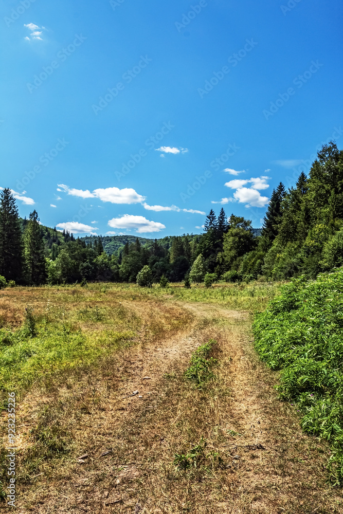 Landscapes - Forest - Europe, Romania, Suceava region Landscapes - Forest - Europe, Romania, Suceava region