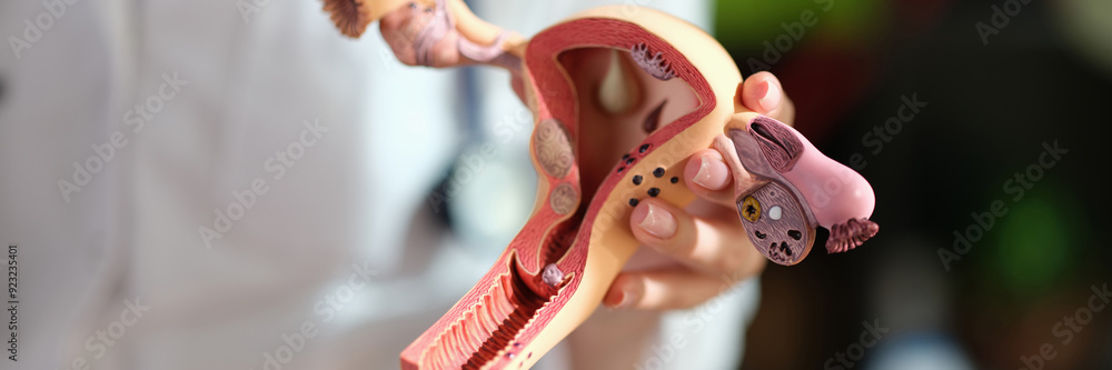 Φωτογραφία Woman gynecologist holding anatomical model of uterus and ovaries