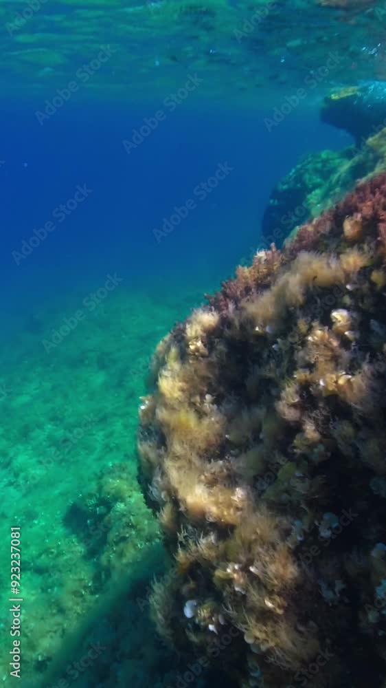 The bottom of the Adriatic Sea on a sunny summer day. Vertical Video The bottom of the Adriatic Sea on a sunny summer day. Vertical Video
