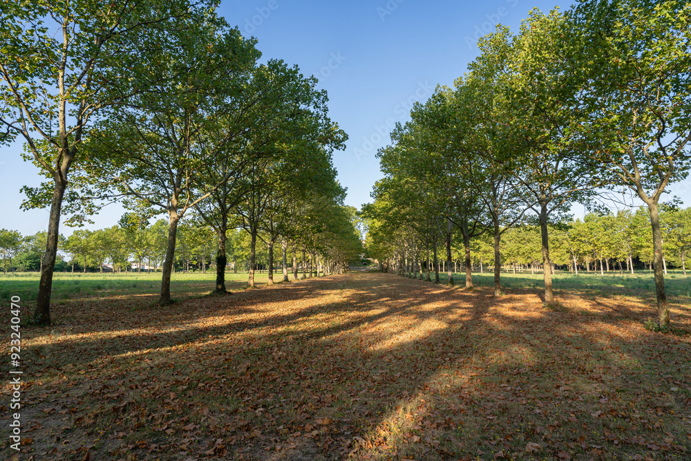 Summer landscape view of alley of plane trees in Castries castle park, Herault, France Summer landscape view of alley of plane trees in Castries castle park, Herault, France