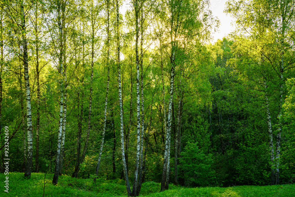 Grove of birches with young green leaves at sunset or sunrise in spring or summer. Grove of birches with young green leaves at sunset or sunrise in spring or summer.