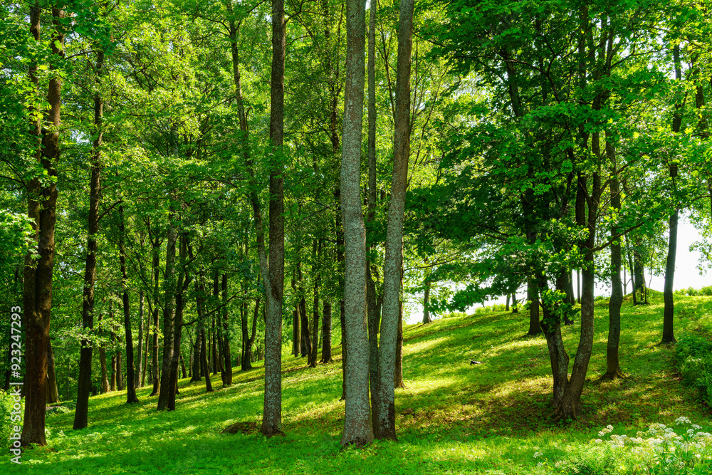 Park with lush green trees during the daytime in summer. Park with lush green trees during the daytime in summer.