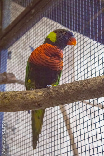 Принти на полотні Local lorikeet birds with arc-shaped beaks squawk at visitors in the park, displaying beautiful colors