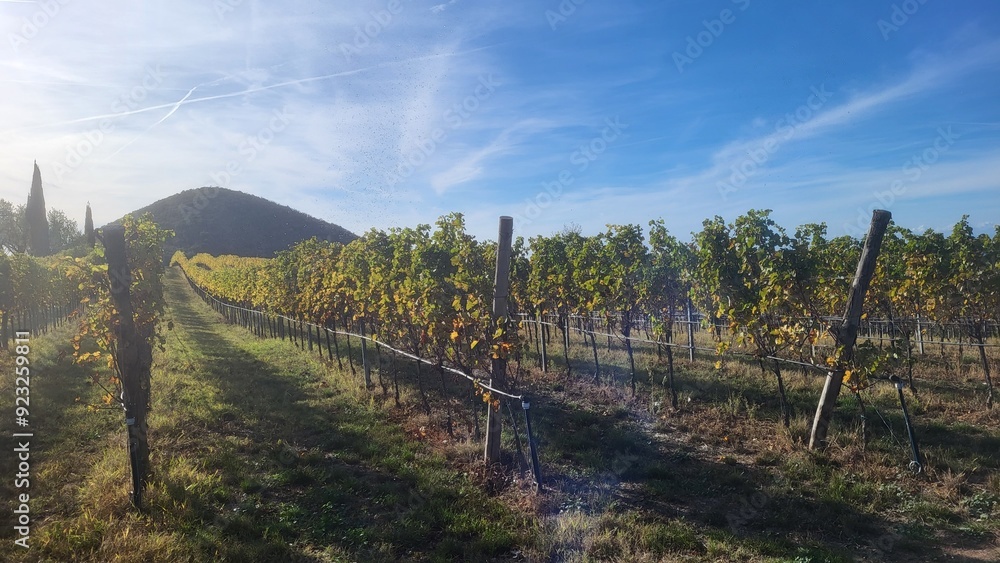 Where the famous Euganei hills wine lies its origin Where the famous Euganei hills wine lies its origin