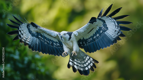 close up of harpy eagle in flight  photo