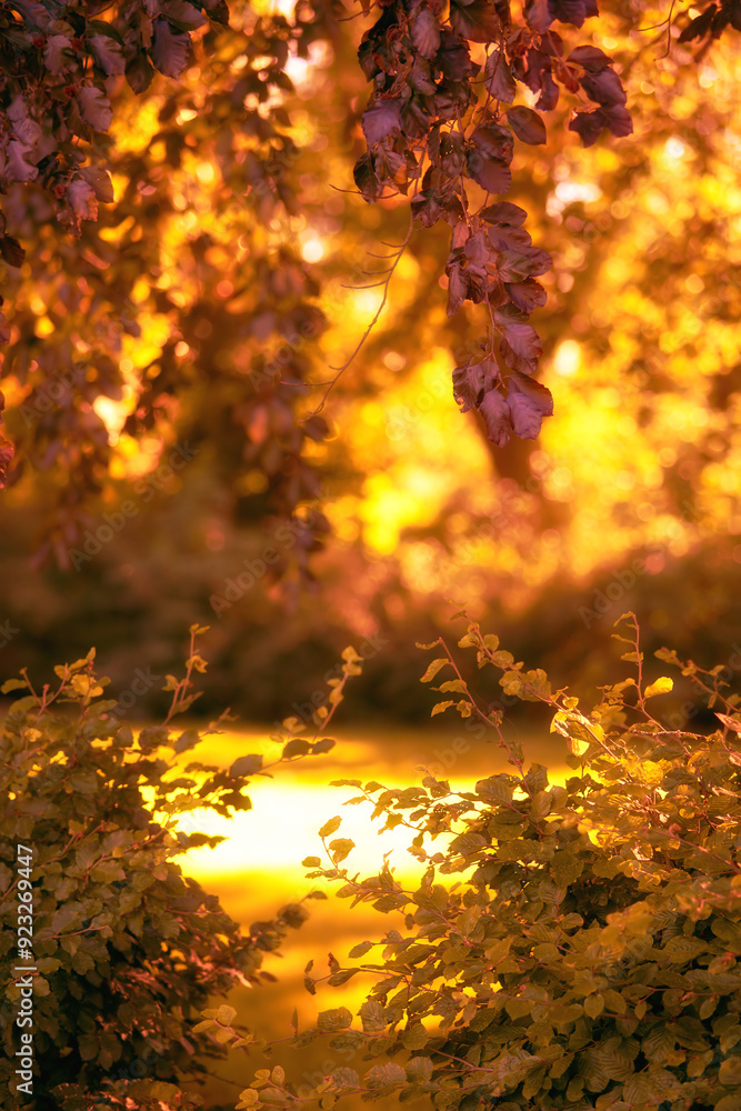Autumn, leaves and sunshine with plant in nature for eco friendly, environment and season in garden. Outdoor, wallpaper and colorful at countryside for Earth, sustainability and forest in Canada Autumn, leaves and sunshine with plant in nature for eco friendly, environment and season in garden. Outdoor, wallpaper and colorful at countryside for Earth, sustainability and forest in Canada