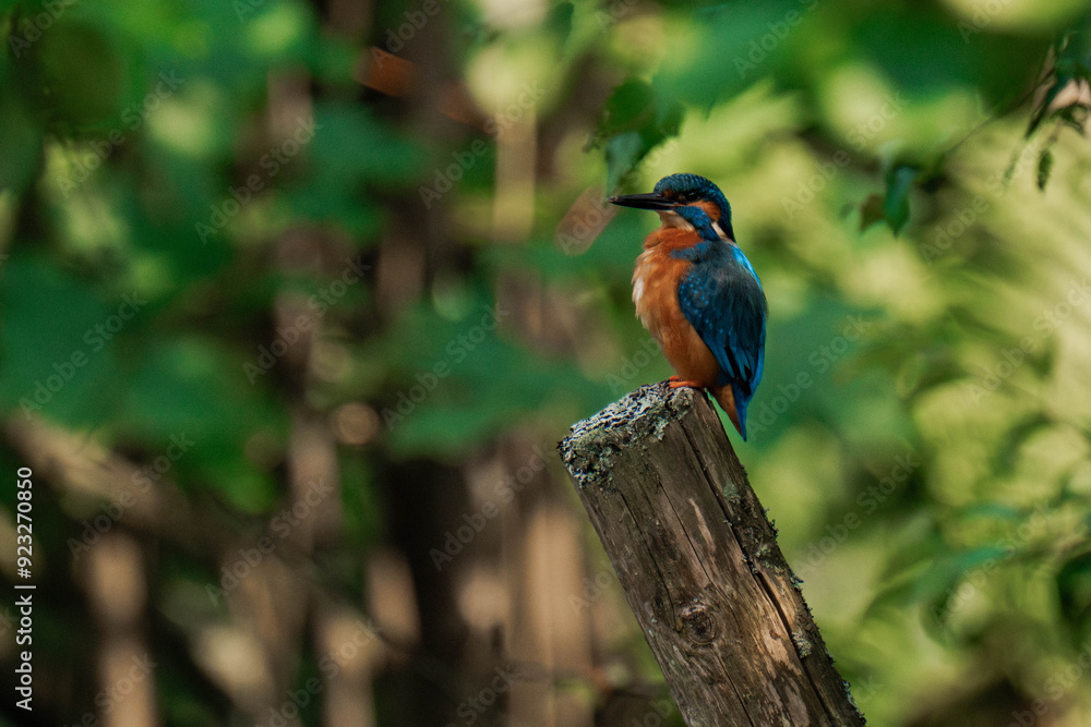 Obraz premium Common kingfisher (Alcedo atthis) sitting on a tree stump