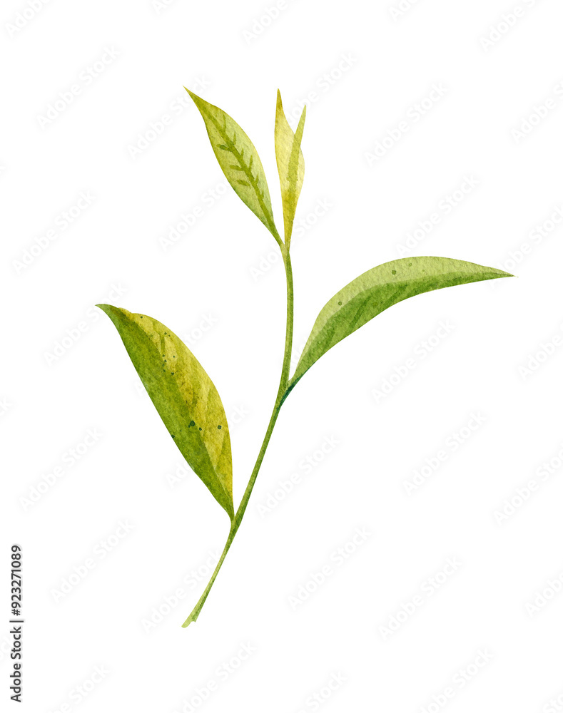 Watercolor tea branch with green leaves. Hand drawn illustration on white background. Art for design Watercolor tea branch with green leaves. Hand drawn illustration on white background. Art for design