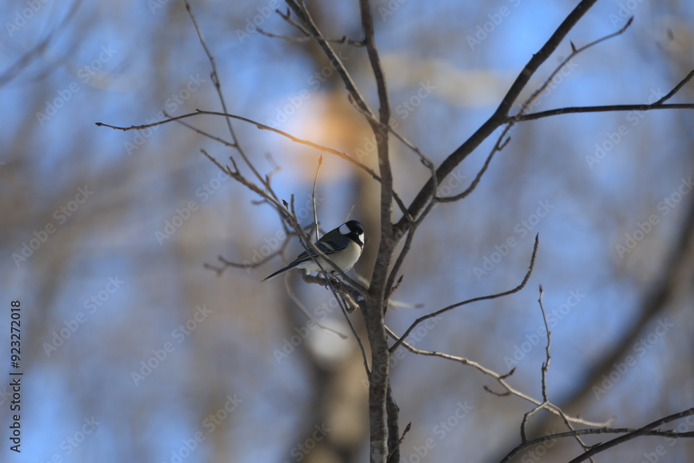Bird on branches in the snow, Japan Hokkaido Bird on branches in the snow, Japan Hokkaido