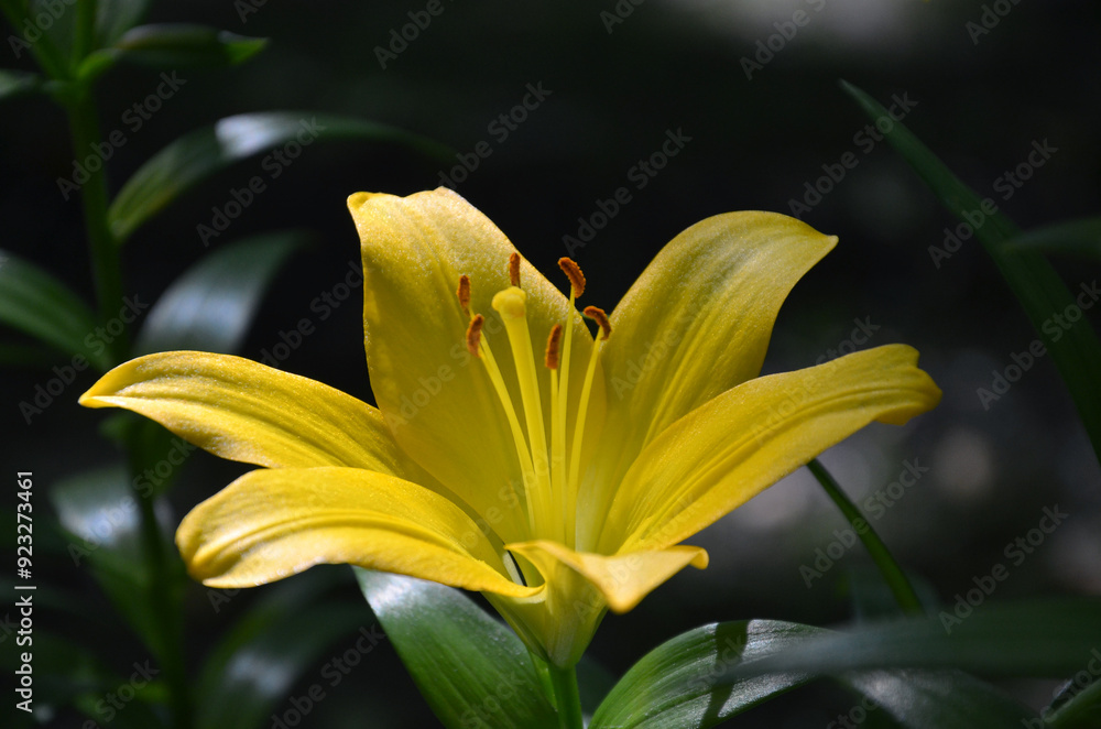 Macro yellow Lilium, daylily flower , Lily 'Ambassador'  isolated blooming against dark background .Gardening, planting, growing daylily flowers concept. Free copy space.