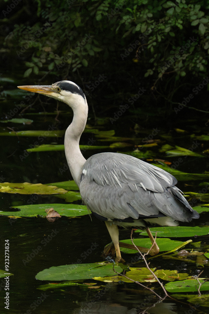 Fototapeta premium Grey heron standing in a pond