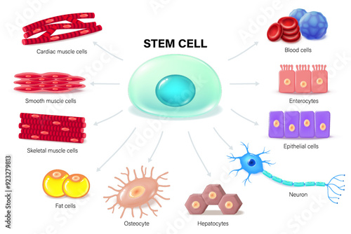 Stem cells. Stem Cell Receptor. Regenerative medicine. Medical science educational vector.