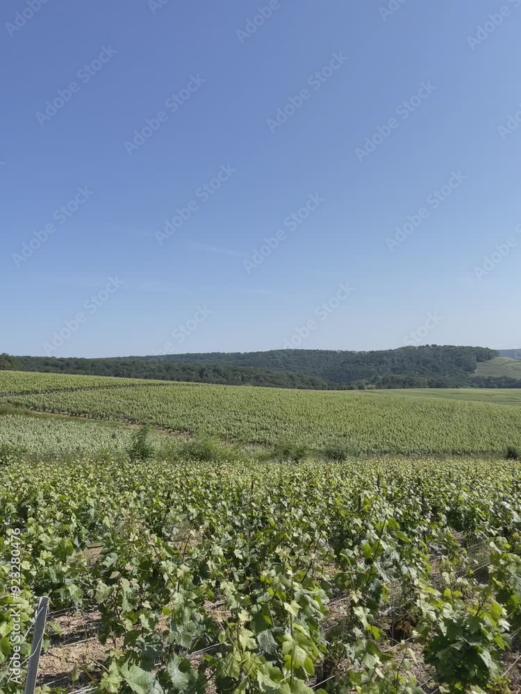 green vineyard in region green vineyard in region