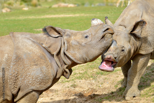 Heads of two Indian rhinoceros (Rhinoceros unicornis) mouth open and playing with another congener  photo