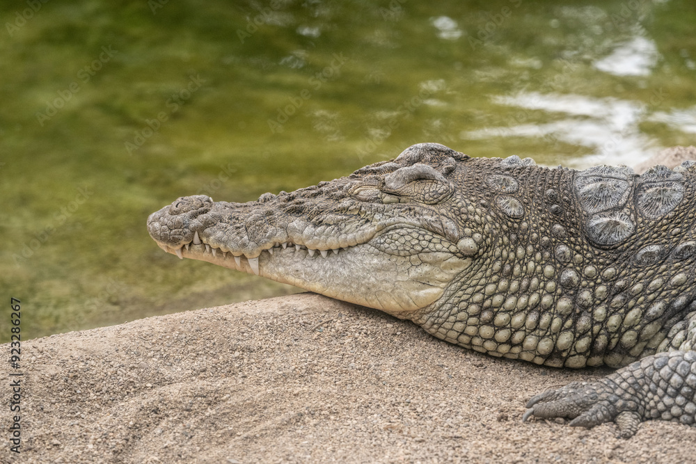 Fototapeta premium Close-up shot of crocodile's head resting in the shade