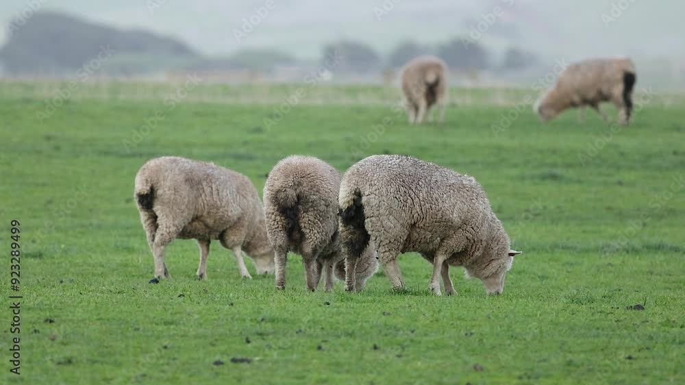 Sheep Grazing on Green Pasture Sheep Grazing on Green Pasture
