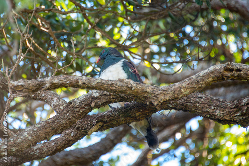 Kereru Pigeon - New Zealand photo