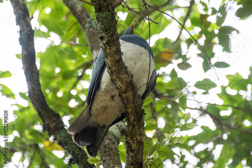 Kereru Pigeon - New Zealand photo